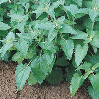 Catnip Samen with complete Aussaat and Anbau guide