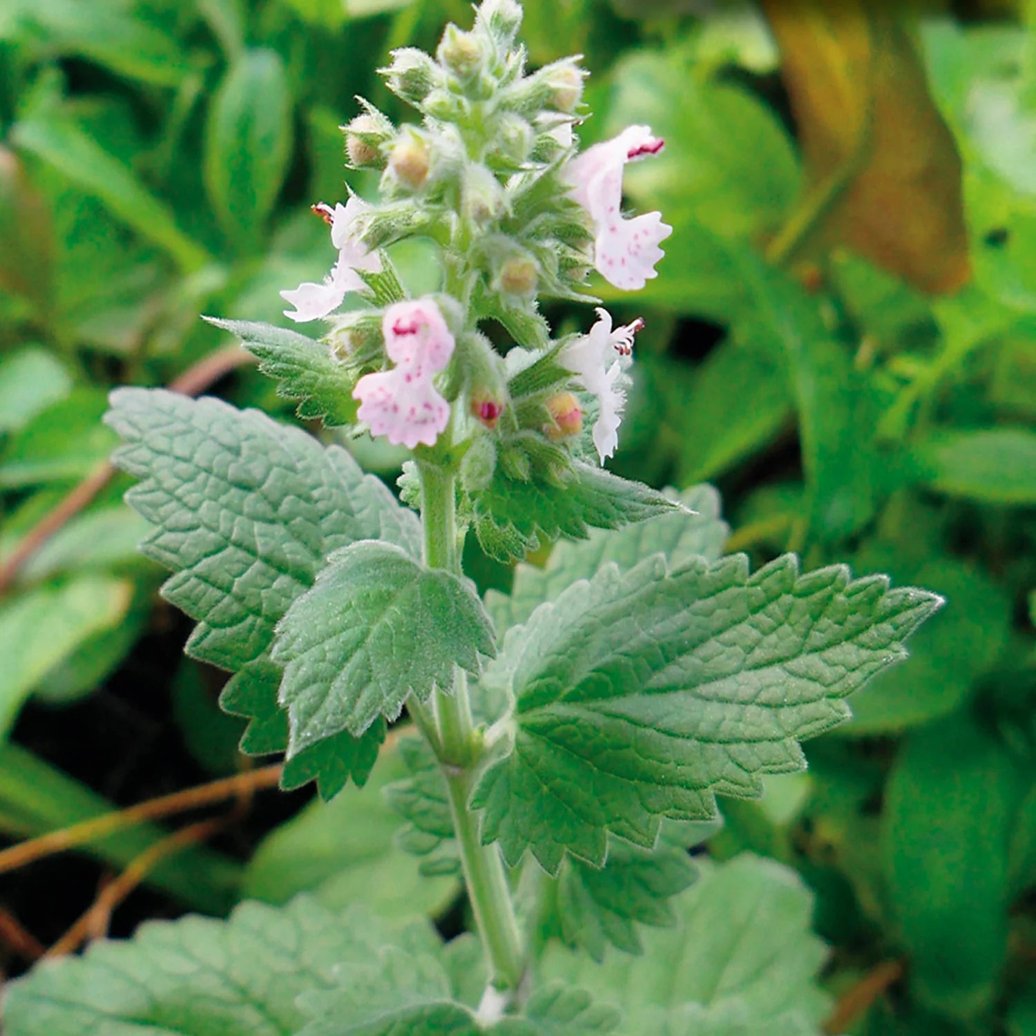 kaufen green catnip vegetable samen pflanzung tips Stück, 100 Stück