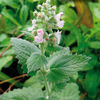 kaufen green catnip vegetable samen pflanzung tips Stück, 100 Stück