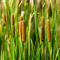 Cattails Blumensamen zur Aussaat saisonal Dauerblüher Traditionssorte & ohne Gentechnik Samen Hausgarten