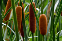 Cattail Blumensamen zur Aussaat leuchtend Traditionssorte & ohne Gentechnik Samen Hausgarten