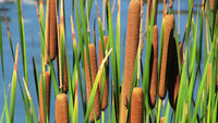 Cattails Blumensamen zur Aussaat saisonal Dauerblüher Traditionssorte & ohne Gentechnik Samen Hausgarten