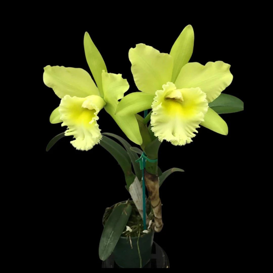 Grün Cattleya Blumensamen zur Aussaat – lang Blüte Saison – Traditionssorte & ohne Gentechnik Samen Hausgarten
