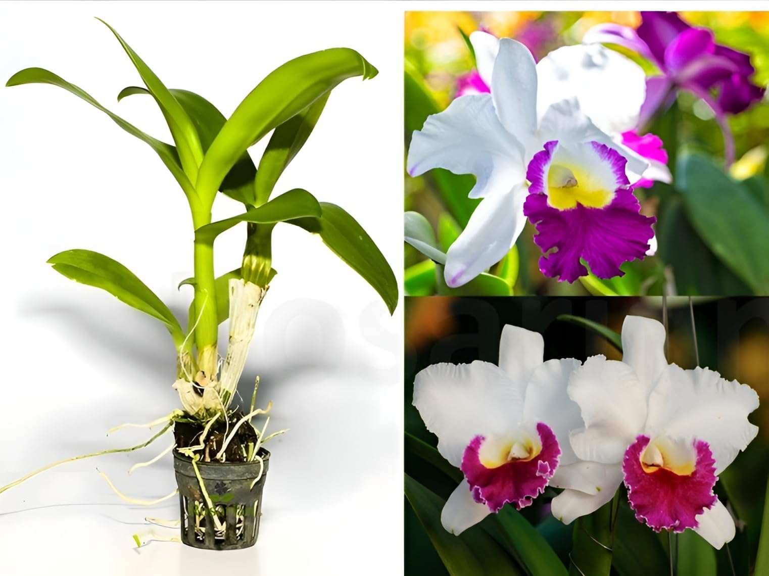 Cattleya orchids cultivated in greenhouse