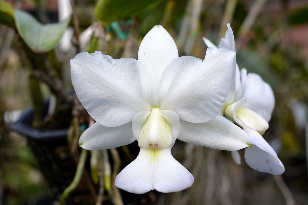 Weiß cattleya orchid bloom close-up