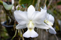 Weiß cattleya orchid bloom close-up