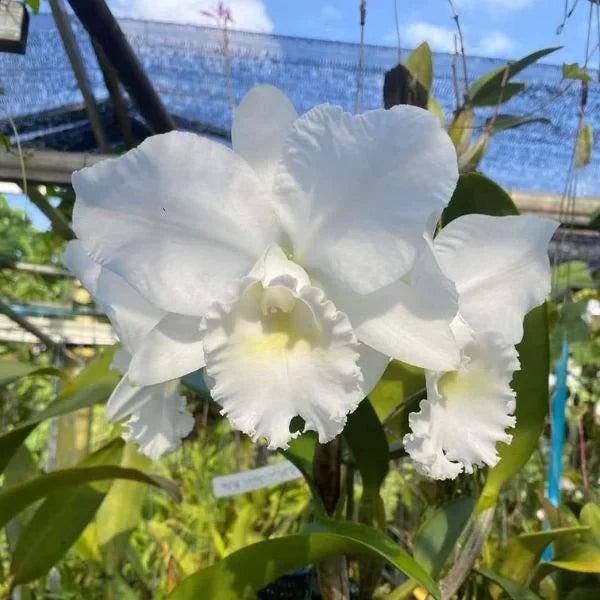 Weiß Cattleya Blumensamen zur Aussaat robust Sorte Traditionssorte & ohne Gentechnik Samen Hausgarten