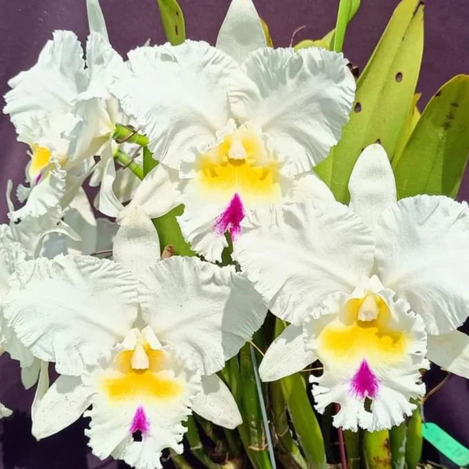 Cattleya orchid pflanze wachsend innen