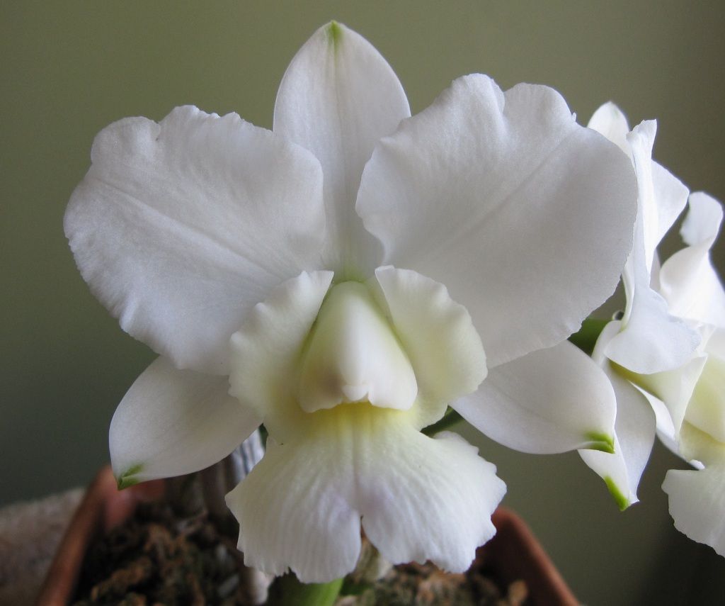 Weiß cattleya orchid pflanze wachsend in topf