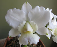 Weiß cattleya orchid pflanze wachsend in topf