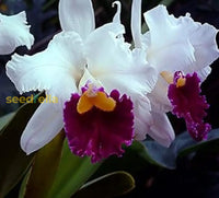Cattleya orchid samen for bonsai anpflanzung - multicolor butterfly orchidee blume