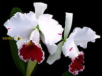 Cattleya orchid samen for bonsai anpflanzung - multicolor butterfly orchidee blume