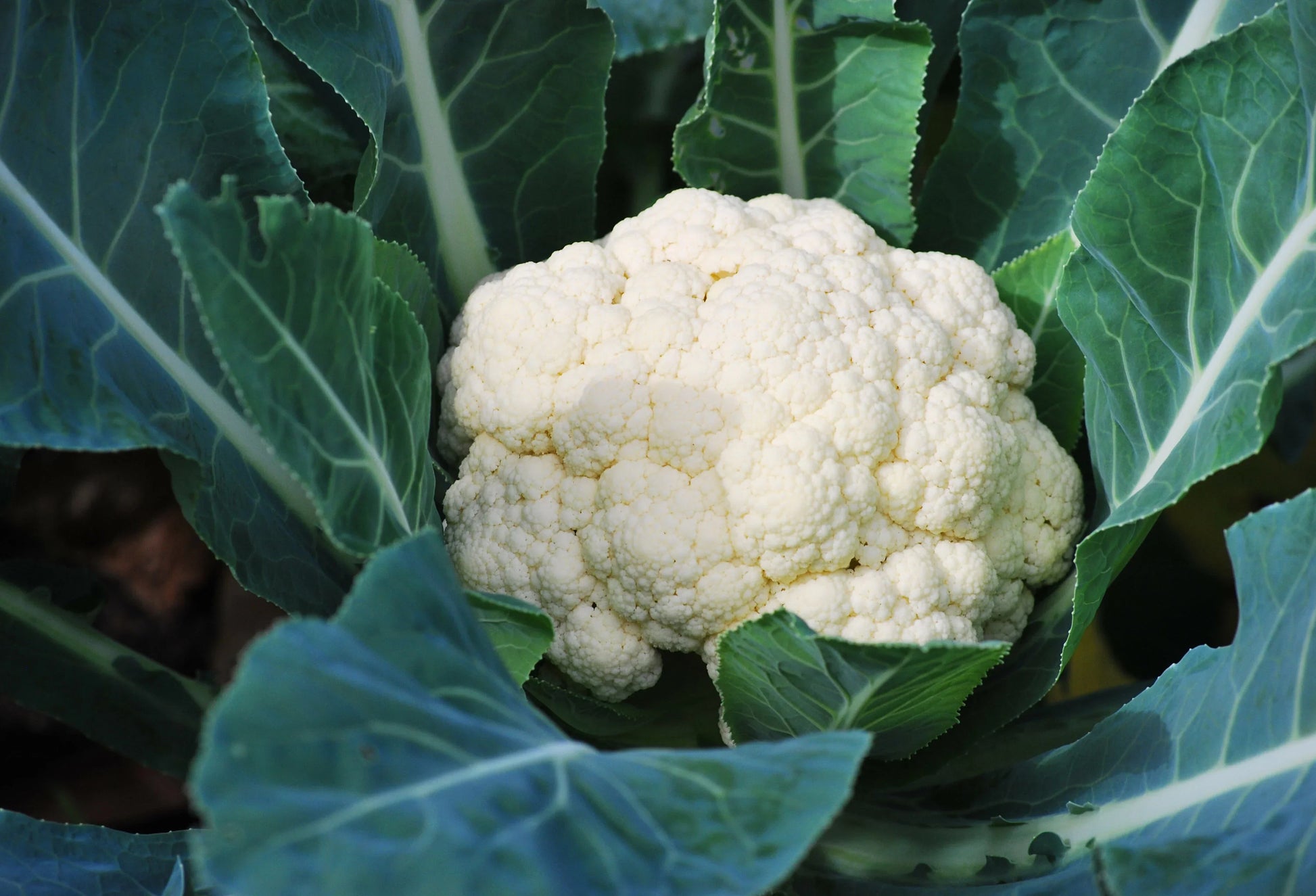 Step-by-step aussaat guide für cauliflower samen