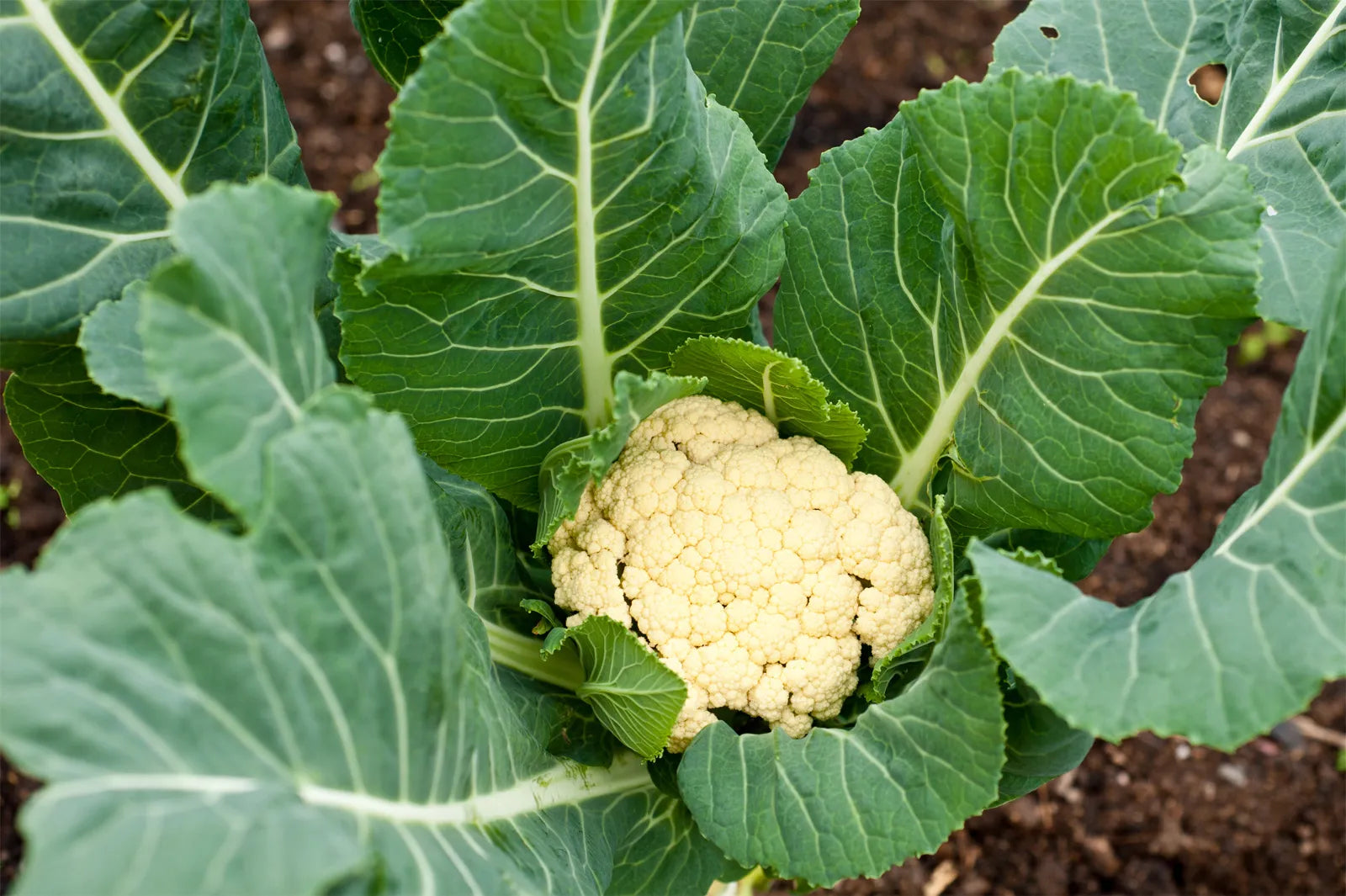 Young cauliflower seedlings ready für transplant