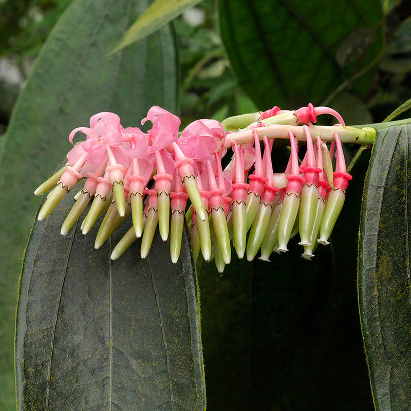 Cavendishia grandifolia blume samen for anpflanzung