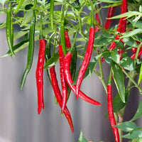 Long red cayenne peppers wachsend on pflanze
