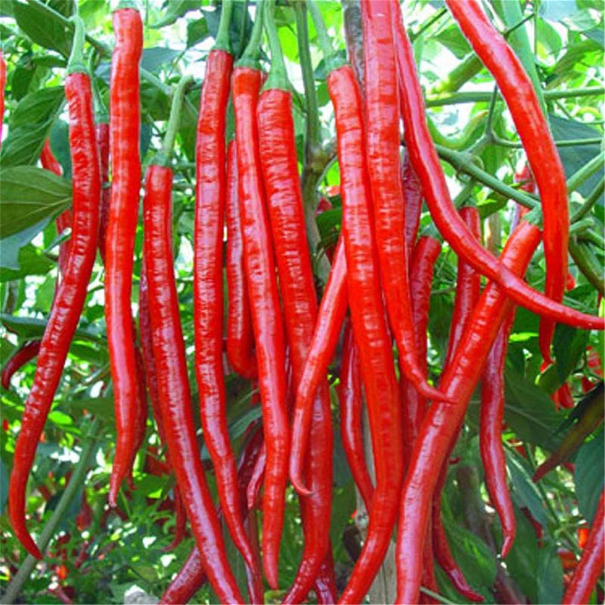 Cayenne long red hot pepper samen für aussaat