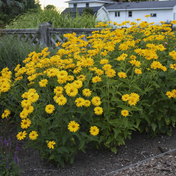 Gelb Heliopsis Blumensamen zur Aussaat Garten beliebt Traditionssorte & ohne Gentechnik Samen Hausgarten