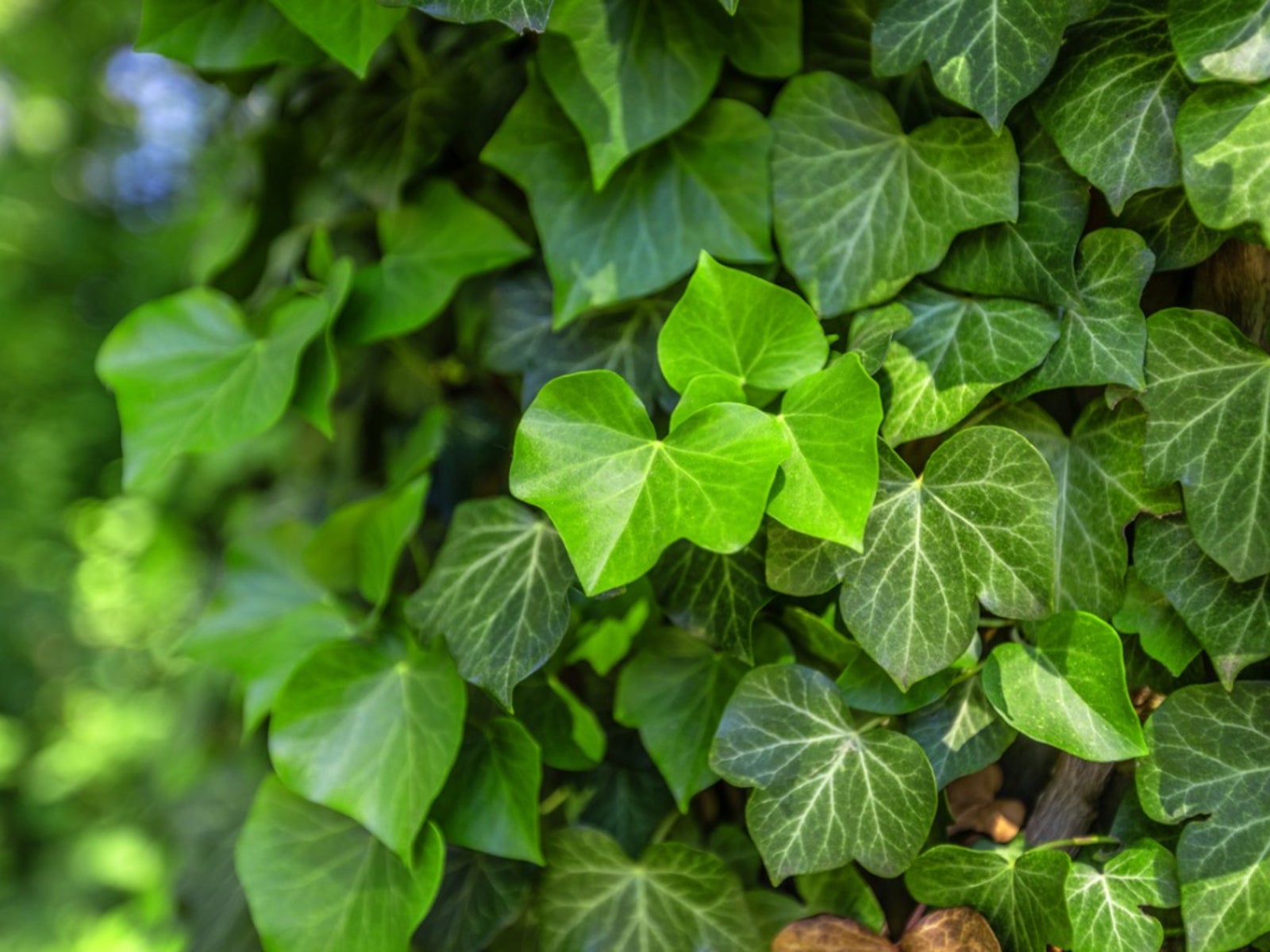 Ivy Blumensamen zur Aussaat – Wildblume Mischung – Traditionssorte & ohne Gentechnik Samen Hausgarten