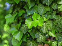 Ivy Blumensamen zur Aussaat – Wildblume Mischung – Traditionssorte & ohne Gentechnik Samen Hausgarten