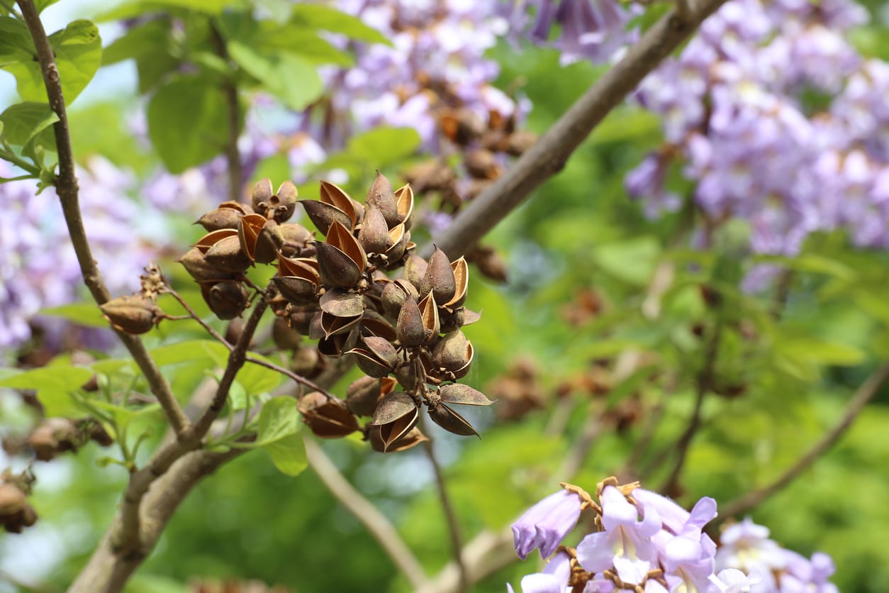 Royal Empress Paulownia tomentosa Blumensamen zur Aussaat Landscape
