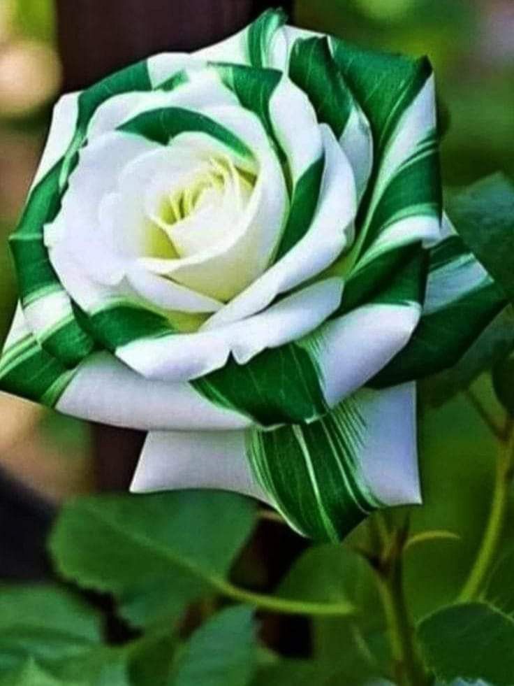 Grün Weiß Rose Blumensamen zur Aussaat – Traditionssorte ohne Gentechnik – Keimung biologisch Garten Samen