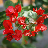 Kastanienrot Drillingsblume Blumensamen zur Aussaat – Halbschatten verträglich – Traditionssorte & ohne Gentechnik Samen Hausgarten