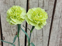 Nelke Nelke Caryophyllu Blumensamen zur Aussaat duftend Blüten Traditionssorte & ohne Gentechnik Samen Hausgarten
