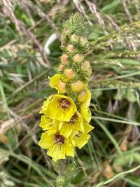 Verbascum Blumensamen zur Aussaat Bestäuber freundlich Traditionssorte & ohne Gentechnik Samen Hausgarten
