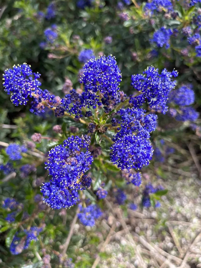 Mature ceanothus prostratus pflanze with foliage