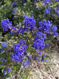 Mature ceanothus prostratus pflanze with foliage
