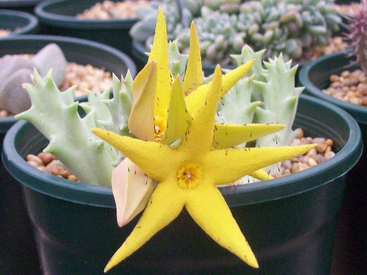 Orbea Lutea Succulent Blumensamen zur Aussaat pflegeleicht Traditionssorte & ohne Gentechnik Samen Hausgarten