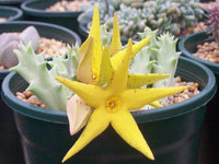 Orbea Lutea Succulent Blumensamen zur Aussaat pflegeleicht Traditionssorte & ohne Gentechnik Samen Hausgarten