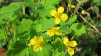 Young Celandine Seedlings Anbau Indoors