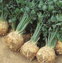 Giant Prague Celeriac Seedlings Sprouting in Garten Pots