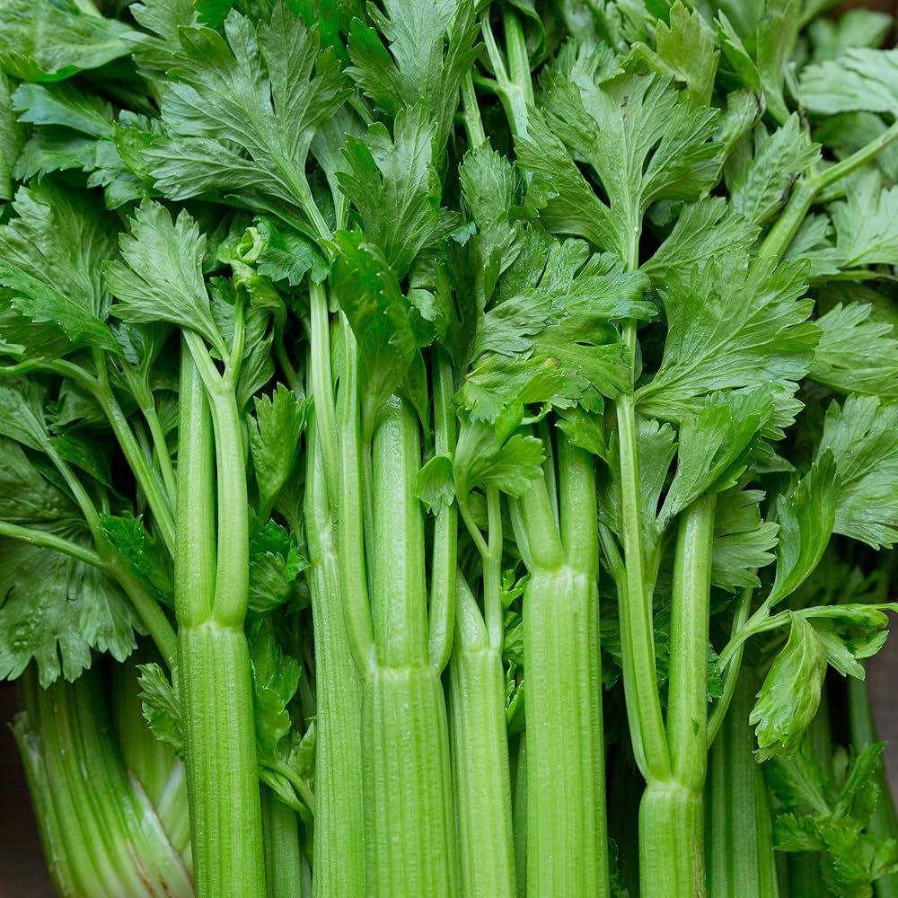 Celery apium graveolens samen für home gardens