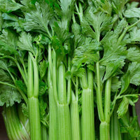 Celery apium graveolens samen für home gardens