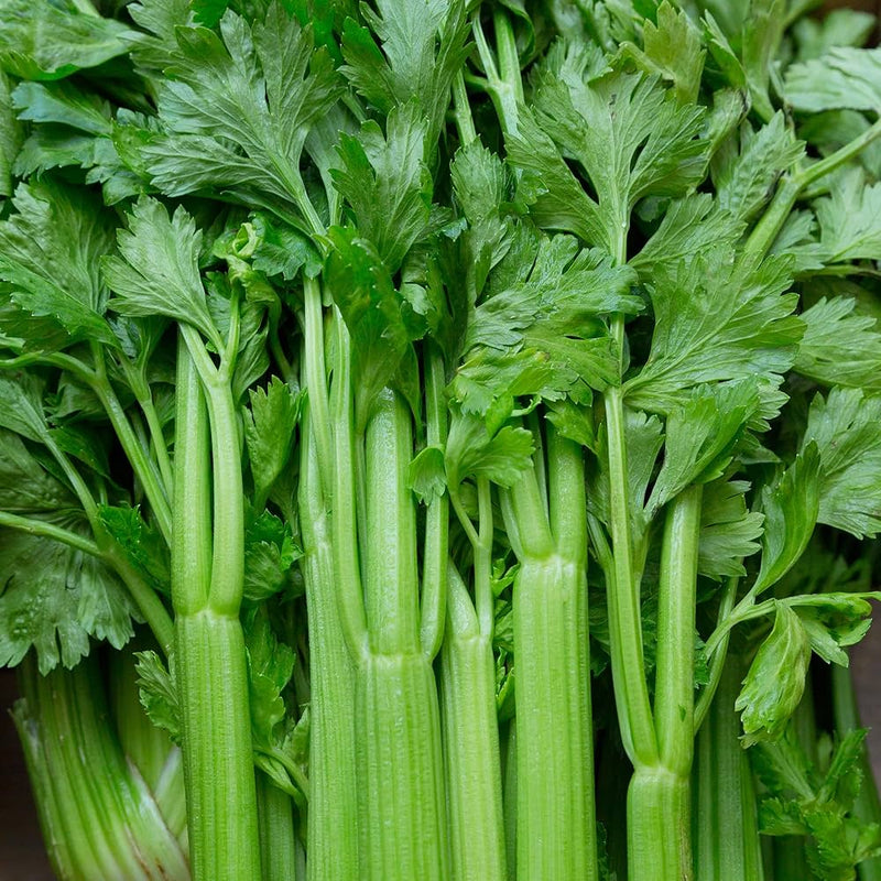 Celery apium graveolens samen für home gardens