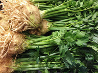 Celeriac Planting Samen Collection | Grow Your Own Gemüse