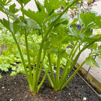 Green Apium Graveolens Planting Samen for Home Gardening