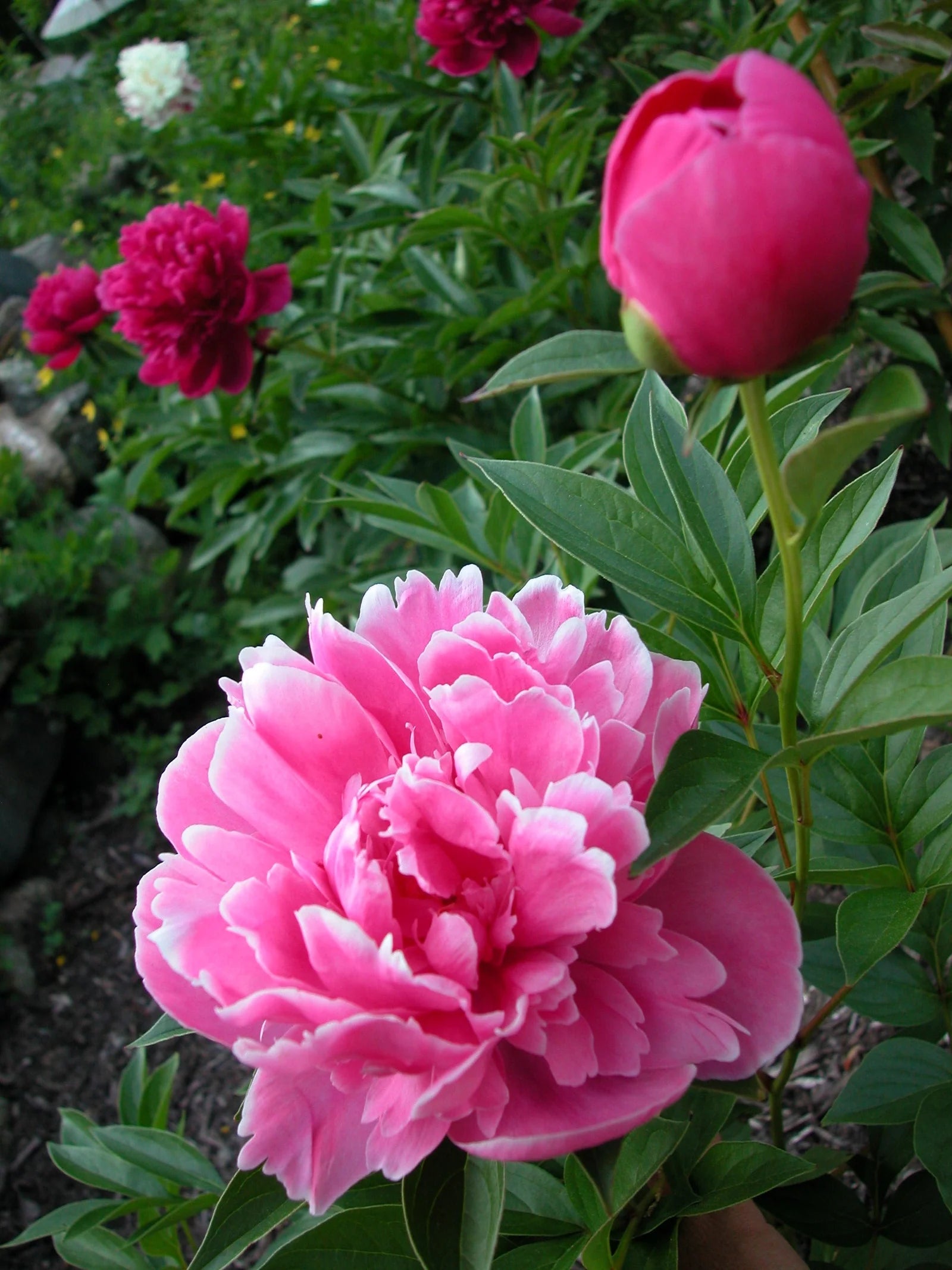 Rosa Paeonia Lactiflora Blumensamen zur Aussaat robust Sorte Traditionssorte & ohne Gentechnik Samen Hausgarten