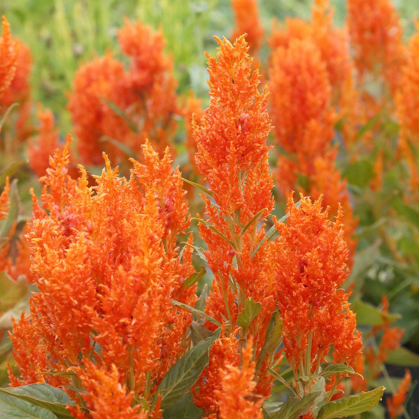 Celosia Fresh Look Orange Samen zur Aussaat Blume Beet Garten