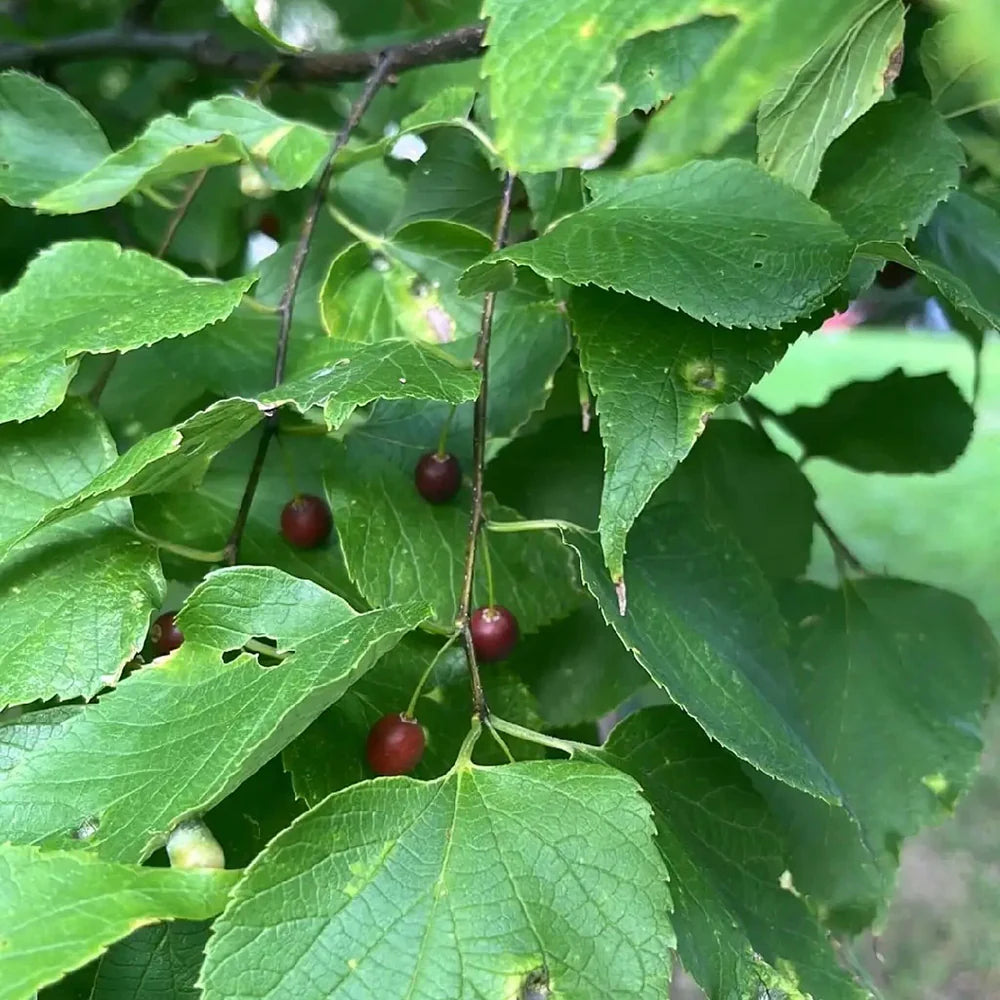 Hackberry Fruchtsamen für einfaches Anpflanzen
