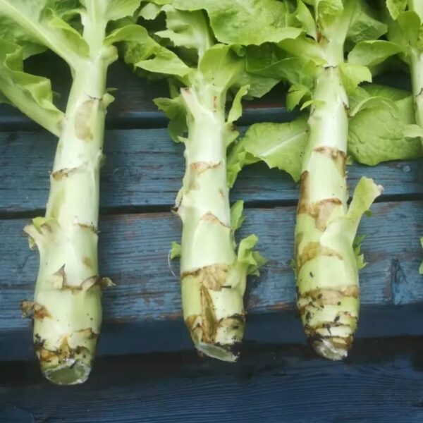 Celtuce samen suitable für home gardening