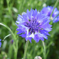 Blaue Zwerg Samen für einfaches Anpflanzen