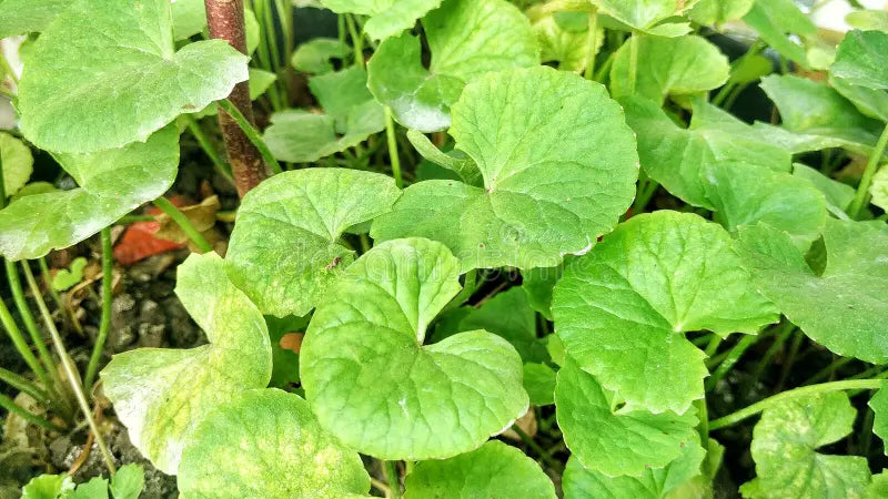 centella asiatica centella asiatica samen für pflanzung für Kräuterpflanze garden