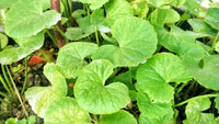 centella asiatica centella asiatica samen für pflanzung für Kräuterpflanze garden