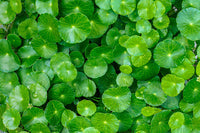 Centella asiatica Gotu Kola Samen – Spadeleaf Coinwort Variety