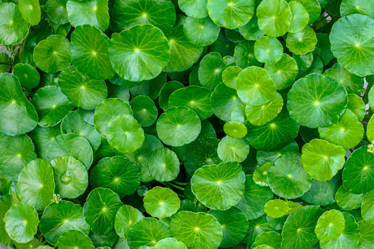 Centella asiatica Gotu Kola Samen – Spadeleaf Coinwort Variety
