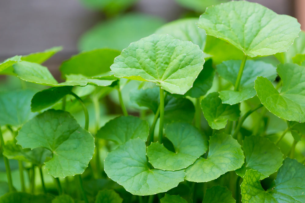 Centella Blumensamen zur Aussaat Halbschatten verträglich Traditionssorte & ohne Gentechnik Samen Hausgarten
